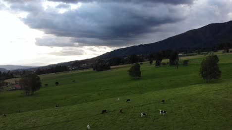 toma aérea que muestra el paisaje colombiano con vacas en un campo cercano