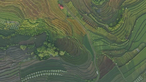 directly top down view green agricultural field of rice field