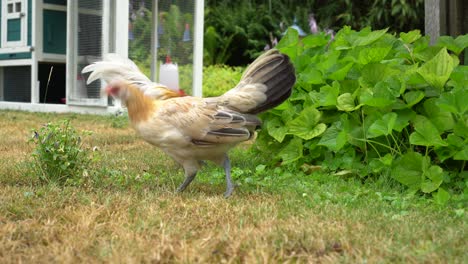 free range chicken rooster and hen walking and eating in garden, still shot