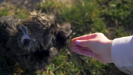 Close-up-of-cute-puppy-dog-leating-and-chewing-snack-and-treat-on-grass-field-in-the-park-in-super-slow-motion-during-summer-with-puppy-dog-eyes