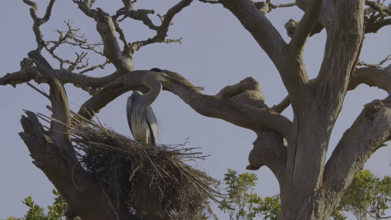 A grey heron in its nest in a tree