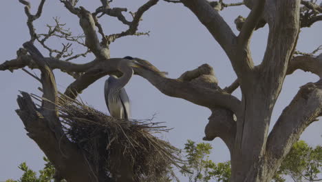 a grey heron in its nest in a tree
