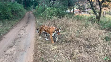 Una-Toma-Amplia-De-Un-Tigre-De-Bengala-Subadulto-Que-Se-Acerca-Y-Pasa-Junto-A-Un-Vehículo-De-Safari