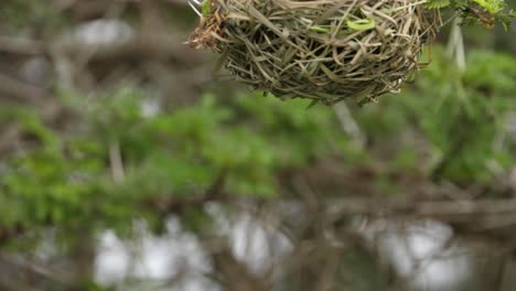 A-close-up-profile-shot-of-a-Southern-Masked-Weaver-hanging-upside-down-from-its-nest-in-Addo-Elephant-National-Park,-South-Africa