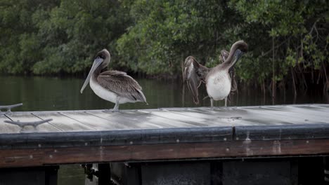 brown pelicans resting on a wooden dock near mangroves in calm coastal wetlands
