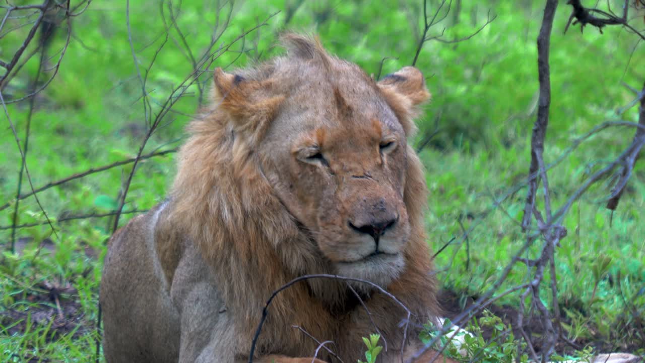 el parque nacional de león kruger lleno después de la comida de cebra profundamente en el exuberante arbusto verde temporada de lluvias verano primavera sur de áfrica vida silvestre cinco grandes cinemáticos todavía movimiento de primer plano