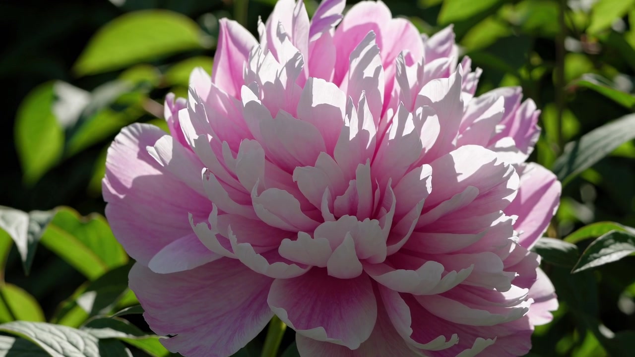 Fleur de pivoine rose éclatante en pleine floraison au soleil
