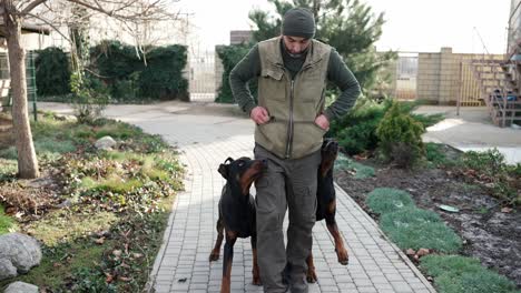 man in casual on a walk with two dobermans near the country house