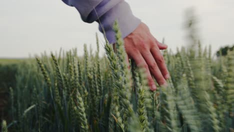 Male-Hand-Touching-Green-Wheat-on-Field-during-Spring-while-Walking