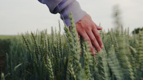 male hand touching green wheat on field during spring while walking