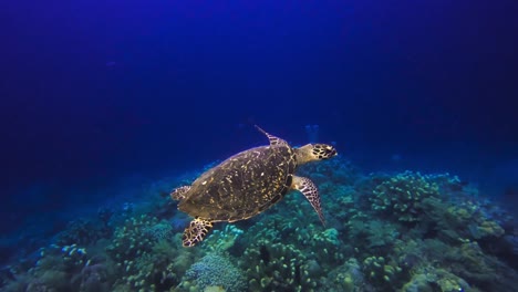 Tortuga-Carey-Nada-Sobre-El-Lecho-Marino-De-Coral,-Vista-Submarina-Cercana