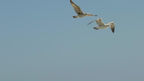 seagulls species flying through the ocean air over the sea with blue background