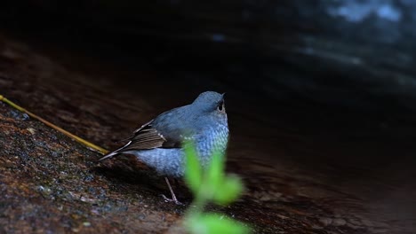 Dieser-Weibliche-Rotschwänzchen-Ist-Nicht-So-Farbenfroh-Wie-Das-Männchen,-Aber-Sicher-So-Flauschig-Wie-Ein-Knäuel-Eines-Niedlichen-Vogels