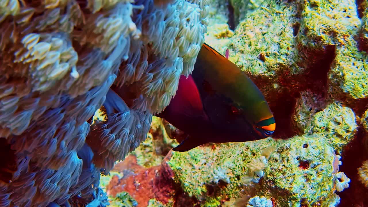 Scarus niger. Pesce pappagallo nero che nuota lungo la barriera corallina durante un'immersione subacquea, mostrando l'habitat della barriera e la biodiversità marina.