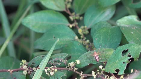 araña en una hoja verde
