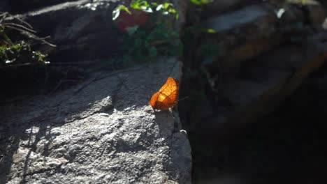 Beautiful-butterfly-opening-and-closing-its-wings-in-the-sun-while-standing-in-a-rock