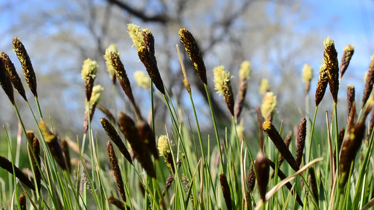 Fiori selvatici. Servizio fotografico in primavera