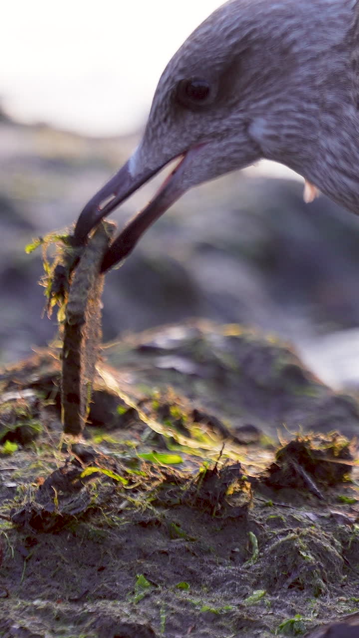 Un primo piano verticale dettagliato di un gabbiano che cerca cibo sulla riva rocciosa della spiaggia di Orlowo a Gdynia durante un'alba dorata. Perfetto per la narrazione di natura e fauna selvatica.
