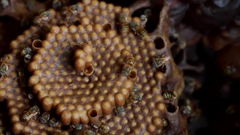 extreme close up of a honeycomb  and bees