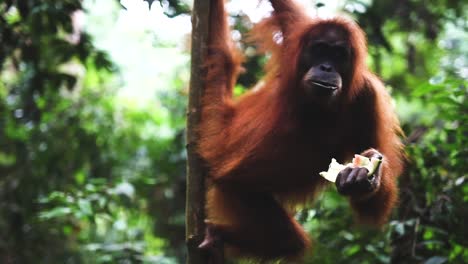 orangután hembra comiendo sandía mientras cuelga de una rama, tiro estático