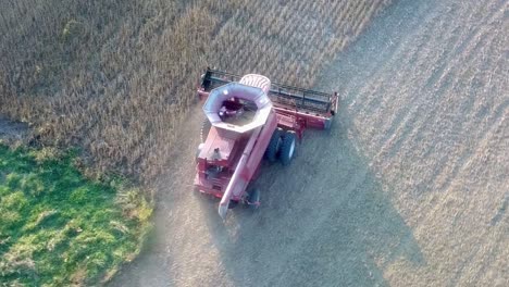 Red-combine-harvester-starting-a-new-row-in-bean-field-with-contents-of-the-hopper-clearly-visible