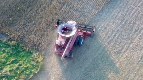 red combine harvester starting a new row in bean field with contents of the hopper clearly visible