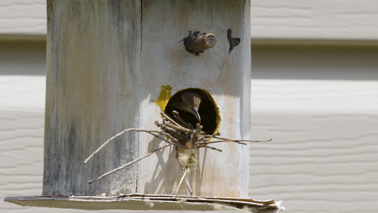 reinita de swainson escondida en una antigua pajarera