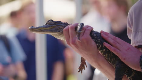 Cocodrilo-Bebé-De-Cerca-Manejado-Por-El-Cuidador-Del-Zoológico-Durante-La-Demostración-De-Reptiles-Del-Zoológico,-Cámara-Lenta-De-4k