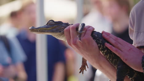 cocodrilo bebé de cerca manejado por el cuidador del zoológico durante la demostración de reptiles del zoológico, cámara lenta de 4k