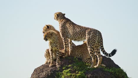 slow motion of cheetah family in africa, african wildlife animals in masai mara, kenya, mother and young baby cheetah cubs on top of a termite mound lookout on safari in maasai mara