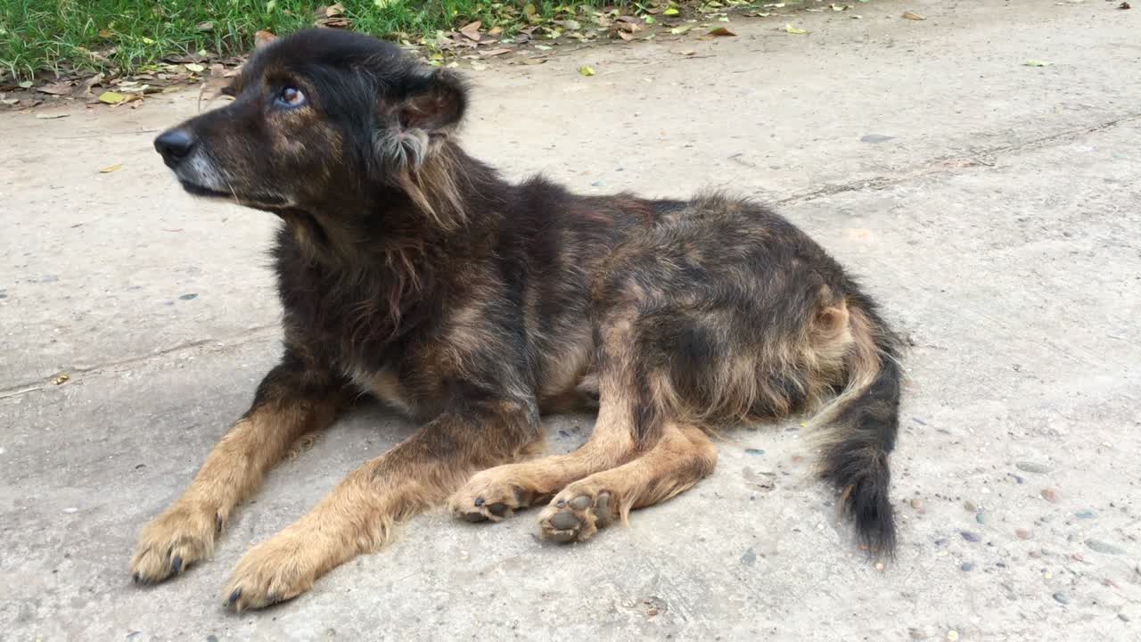 viejo perro en la calle