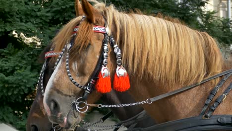 caballos con arnés rojo