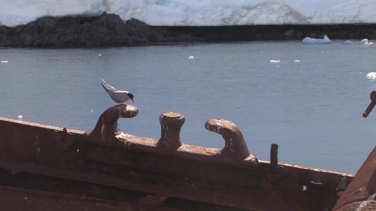 golondrinas de mar descansando sobre un viejo naufragio