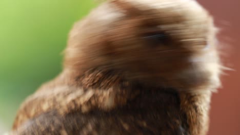 Un-Primer-Plano-De-Un-Pequeño-Y-Lindo-Búho-Mascota