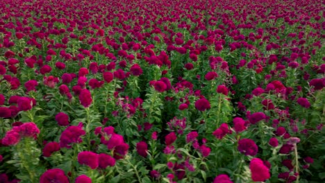 imágenes de drones de un hermoso campo de flores