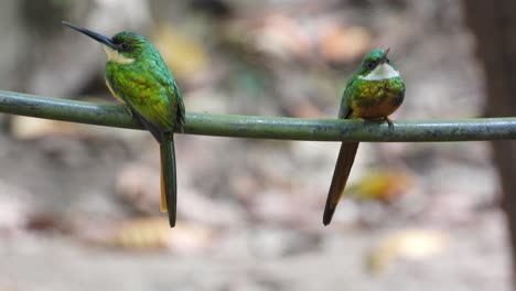 pair of jacamars enjoying the same branch in south american forest