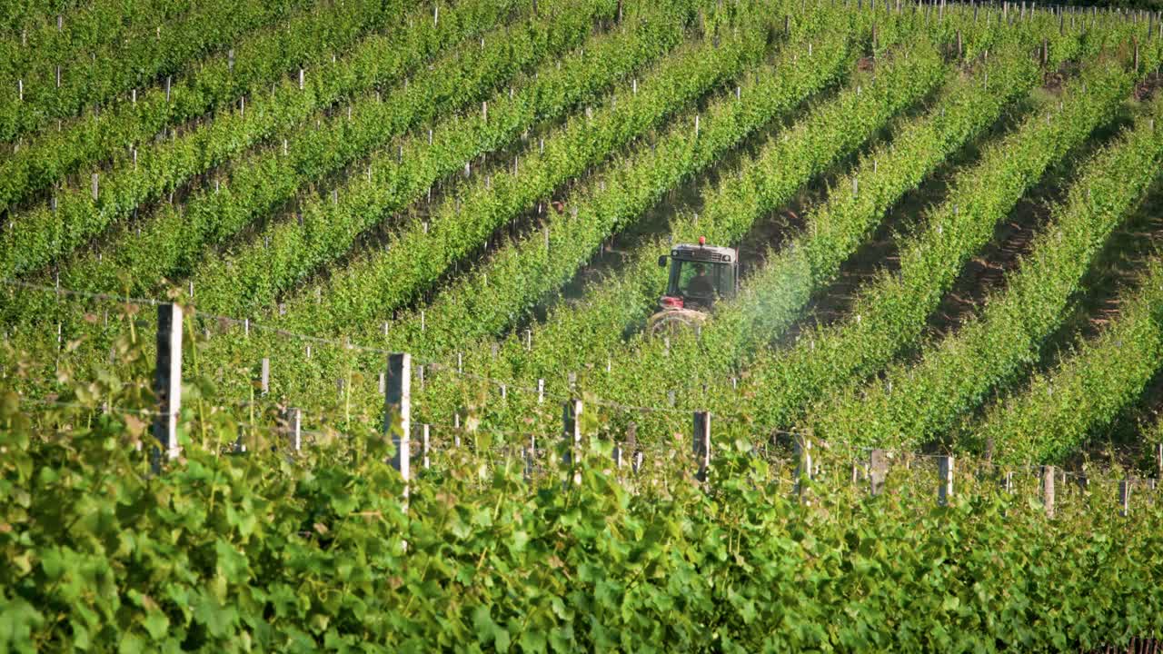 도르도뉴의 몬바질라크 지역에서 곤충에 대한  ⁇ 이 살균제를 뿌리는 트랙터