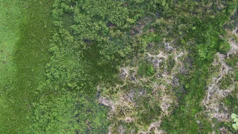 Ruhige-Luftaufnahme-Der-Grünen,-Moosigen-Vegetation-Im-Pantanal-Paraguay