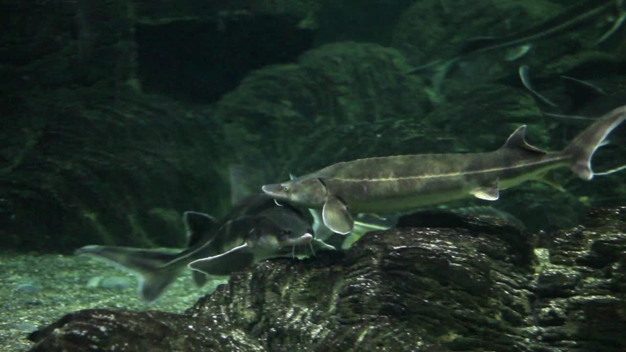 Sturgeons in an aquarium