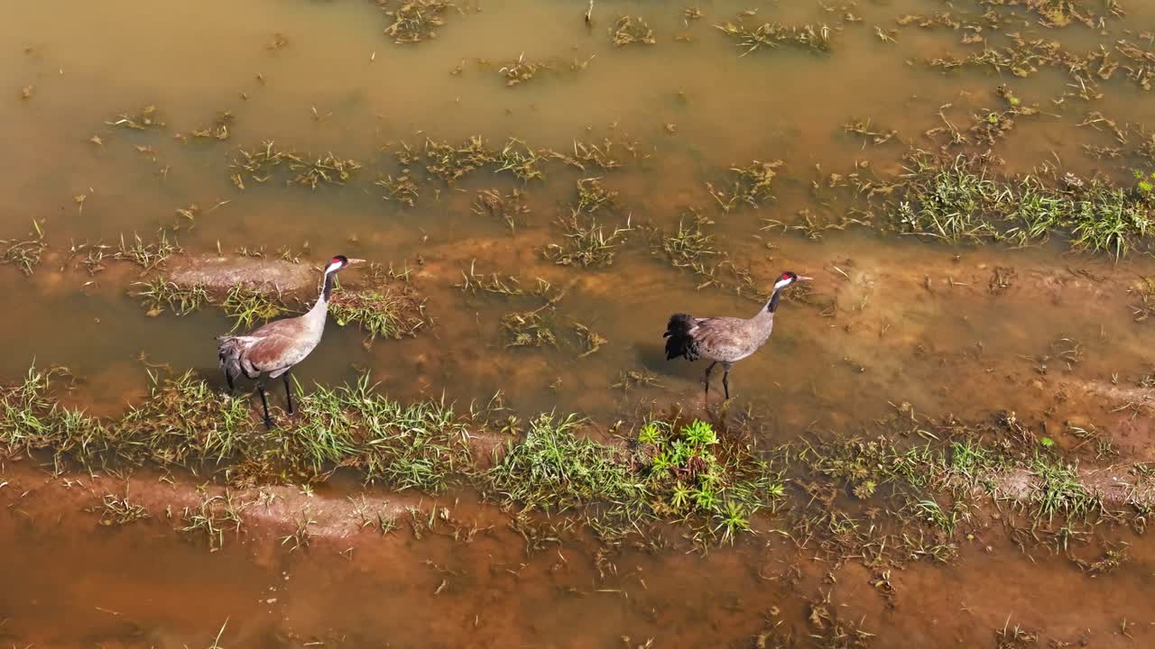 Two cranes walking on dry reddish brown ground in open field captured from the air