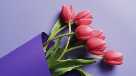 video of bunch of red tulips in purple paper and copy space on purple background