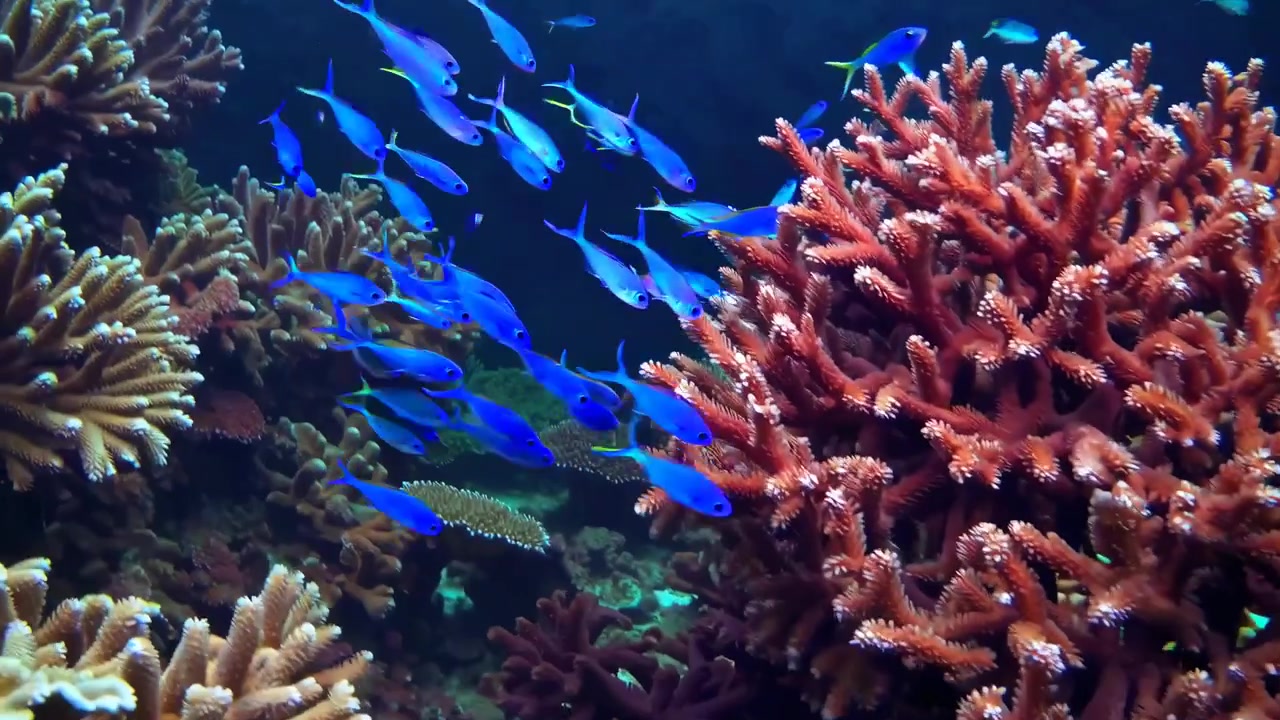 School of Blue Fish Swimming Near Vibrant Coral Reef