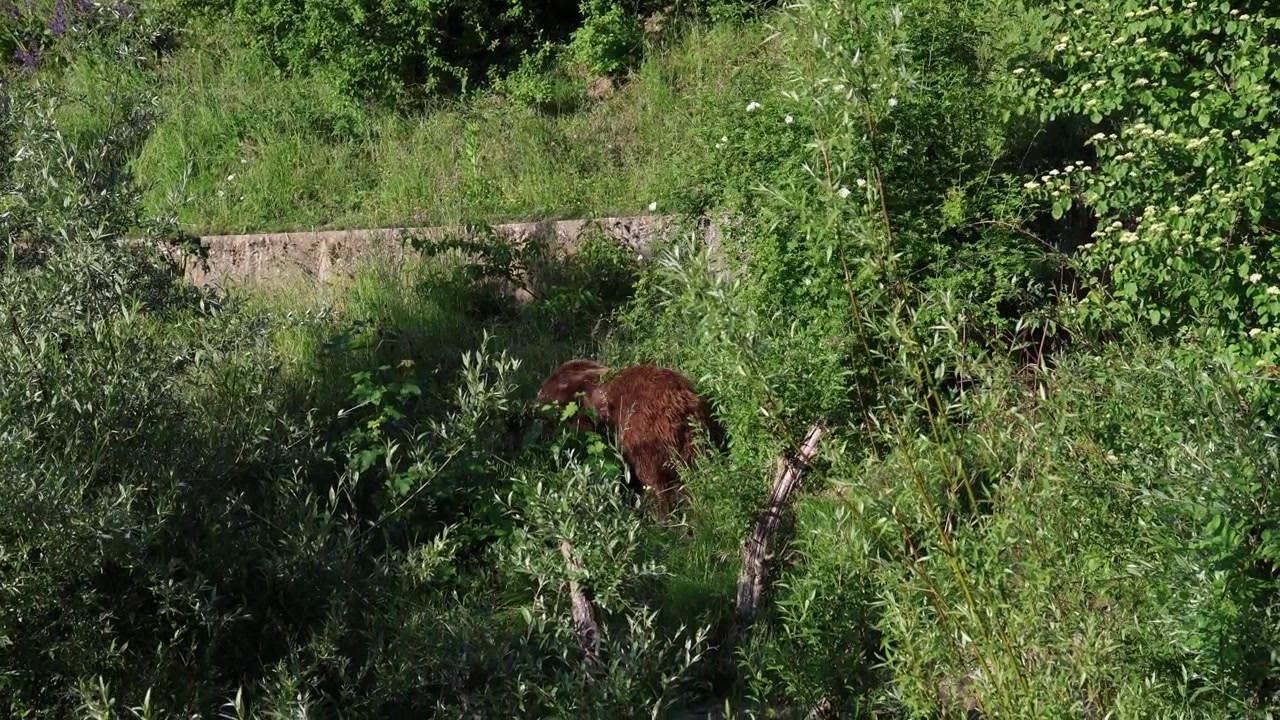 Orso bruno che cammina in una fitta foresta.