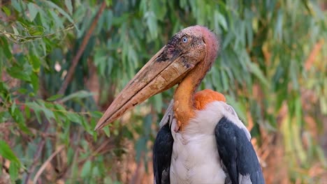 Ein-Großer-Vogel-Aus-Der-Familie-Der-Storche,-Der-In-Südasien-Weit-Verbreitet-Ist-Und-Jetzt-Aufgrund-Des-Verlusts-Seines-Lebensraums-Gefährdet-Ist