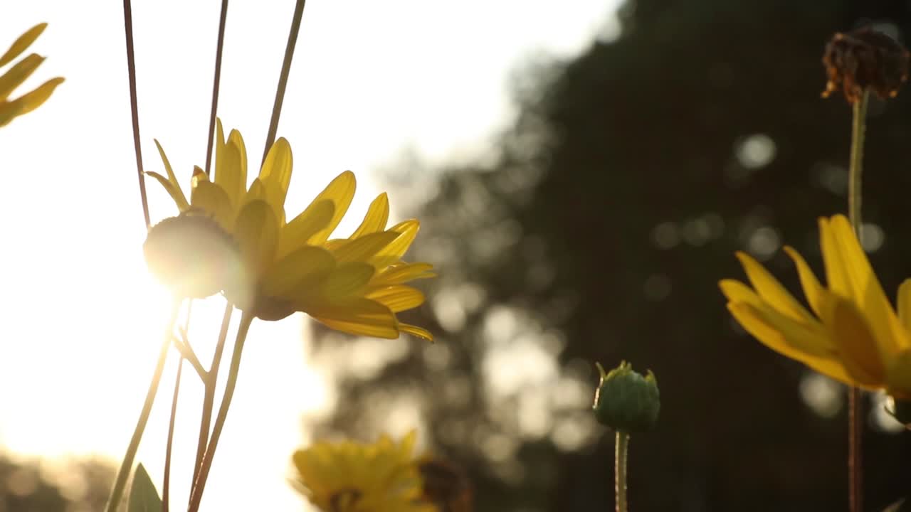 Moving shot of flowers, Denmark