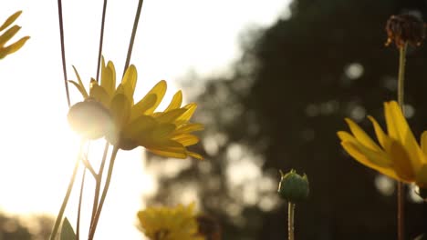 moving shot of flowers, denmark