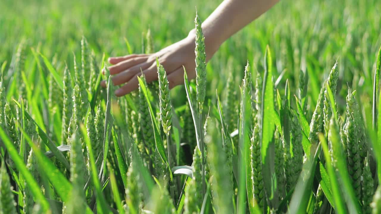 A hand of a child is touching unripe wheat spikelets of green colour in the field. Slow motion