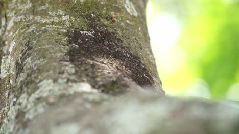 ants crawling on the surface of a tree bark