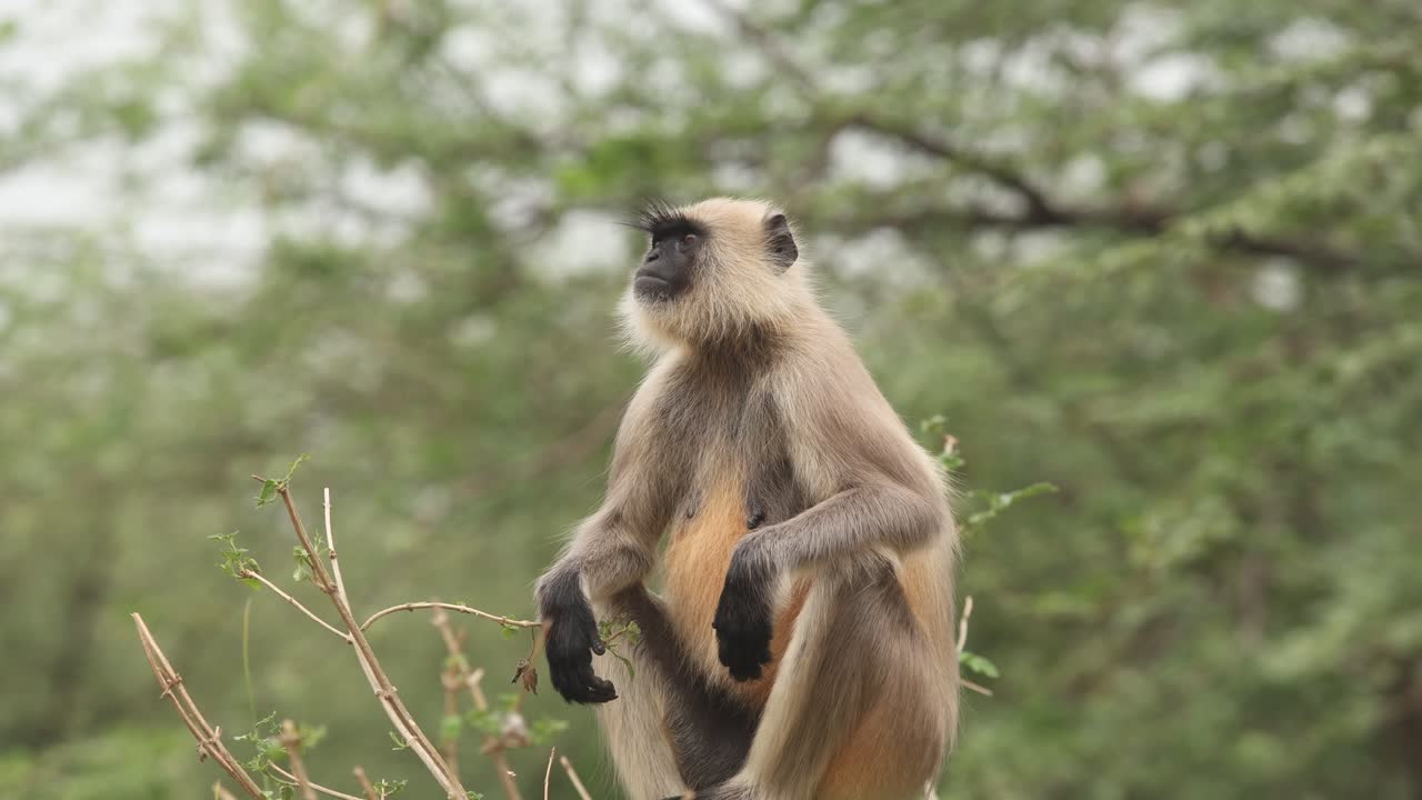 Young white monkey portrait with black face white hair lol king confused. India safari in jungle.