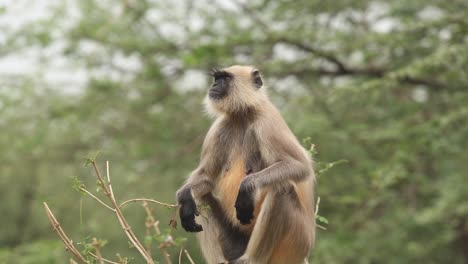 young white monkey portrait with black face white hair lol king confused. india safari in jungle.